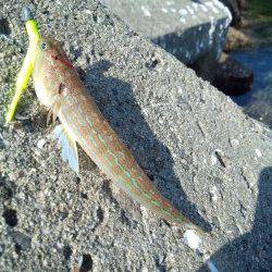 柏漁港　アジングでアジ狙いも2匹　ネンブツダイの猛攻に…