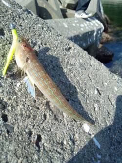 柏漁港　アジングでアジ狙いも2匹　ネンブツ…