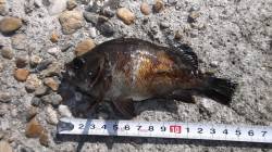 本荘人工島、ちょい投げで色々な魚種が釣れま…