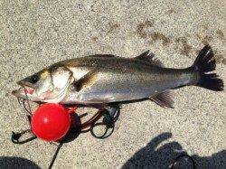 【本日ハネ2本目確認!】南芦屋浜