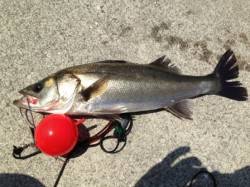 【本日ハネ2本目確認！】南芦屋浜