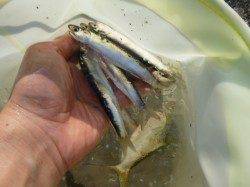 兵庫突堤　毎日イワシ釣れています