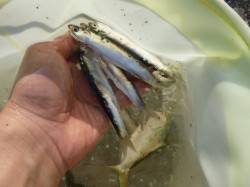 兵庫突堤　毎日イワシ釣れています