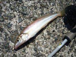 沖一でライトキャスト!!