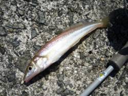 沖一でライトキャスト!! 