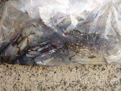 北公園で狙ってスルメとコウイカげっと