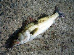 風はおさまりました!! 泉大津RT 17日朝