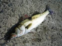 風はおさまりました!!　泉大津RT　17日…