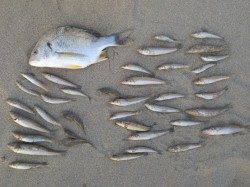 お待たせ致しました。紀北のキス情報です！