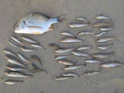 お待たせ致しました。紀北のキス情報です！