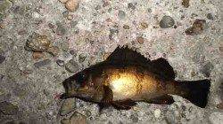 本荘人工島　探り釣りでウミタナゴ＆メバル