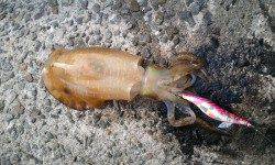 雑賀崎でアオリイカ♪♪