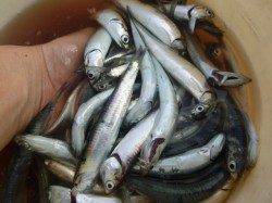 兵突イワシ情報　ＲＴ