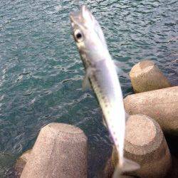 日置川河口へフカセ釣りへ行ってきました