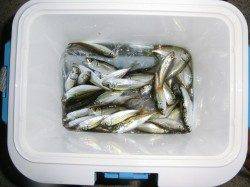 アジ爆釣！！こんなところにおったんや～♪