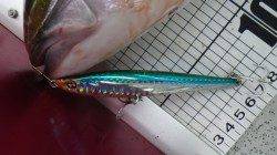 白浜地磯で1投目で大物HIT！！