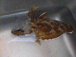 空港で良型ガシラなど