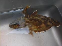 空港で良型ガシラなど