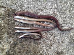 アナゴのオンパレード！林崎漁港で投げ釣り