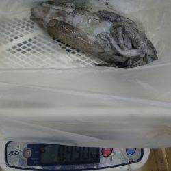 江住地磯 ヤエンでアオリイカの釣果