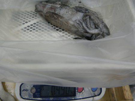 江住地磯 ヤエンでアオリイカの釣果