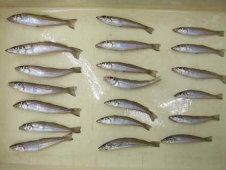 チョイ投げでキス♪♪　inマリーナシティ