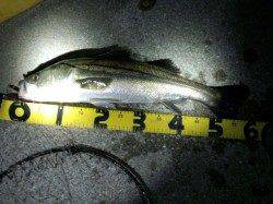 芦屋浜バチパターン釣果♪