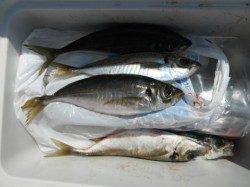 中アジを釣りに行きましょう♪岸和田一文字RT