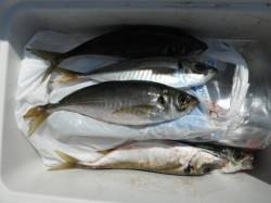 中アジを釣りに行きましょう♪岸和田一文字R…