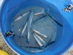 【今日は良いですよ～】南芦屋浜リアルタイム…