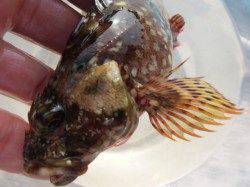 神戸空港ＲＴ　ご家族で楽しめます