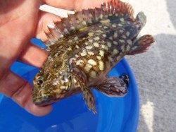 小野浜にイワシ・・・など