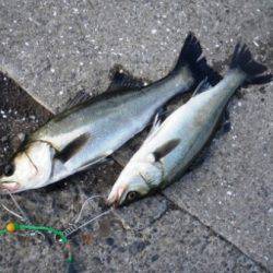 今朝は「なぎさ」でも♪　泉大津ＲＴ　2日あさ