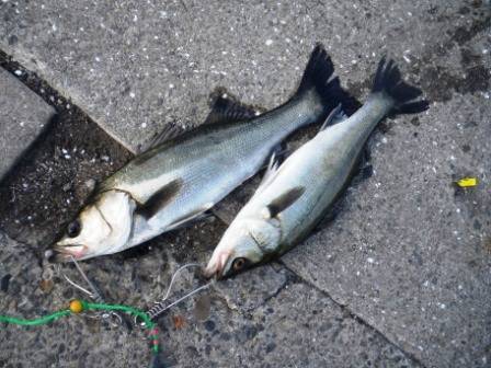 今朝は「なぎさ」でも♪　泉大津ＲＴ　2日あさ