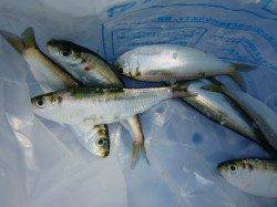 兵突サビキがめちゃくちゃ楽しい