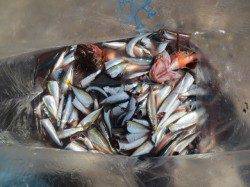 田ノ浦でも【豆アジ】発見！！　２６日RT