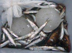 朝の兵突マルアジも豆アジも！