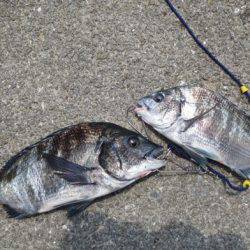 イワシにのっこみチヌも♪【４日】田ノ浦ＲＴ