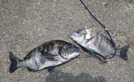 イワシにのっこみチヌも♪【４日】田ノ浦ＲＴ