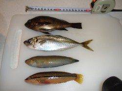 小雨降る中胴突き釣り、メバル・アジ・ベラ　本荘人工島