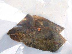 アジュール舞子でカレイ！！９日ＲＴ