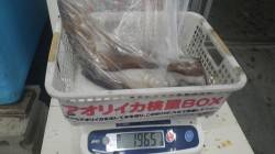 天神崎　ヤエンでアオリイカ1950g