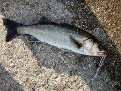 【朝５時にイカ？】南芦屋浜リアルタイム