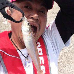 安乎～洲本エリアでキス釣り、「プルプル」がたまりませんね！！