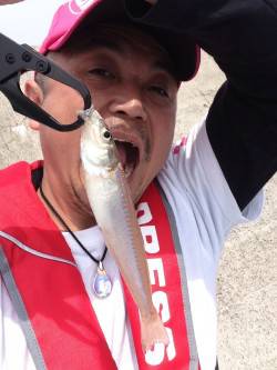 安乎～洲本エリアでキス釣り、「プルプル」が…