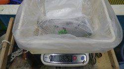 白浜地磯のエギング　日中でもよく釣れた！！