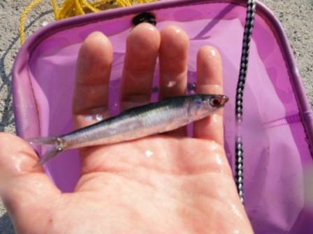 【これから爆釣!?カタクチイワシ♪】南芦屋浜