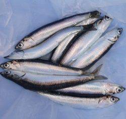 貝塚人工島！！帰ってきたイワシ！！