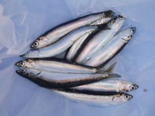 貝塚人工島！！帰ってきたイワシ！！