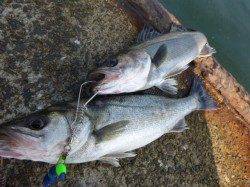 北公園ＲＴ、ハネのポイント